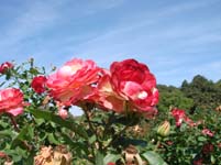 DSC08280.jpg